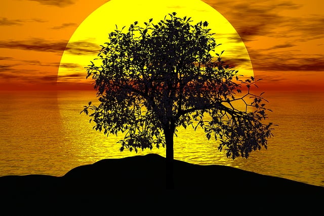 Árbol, Atardecer, Sol, Paisaje