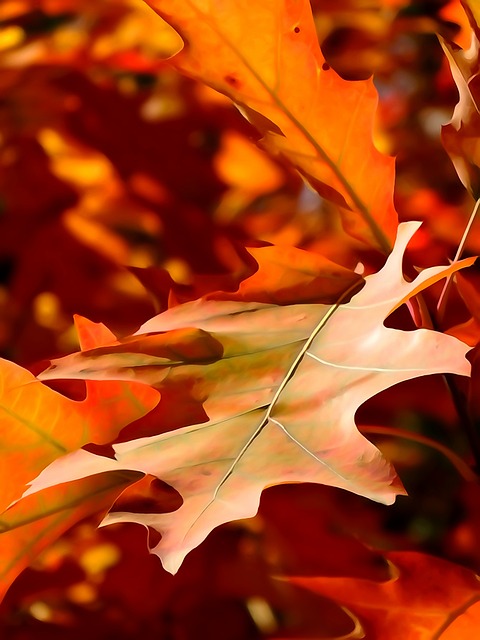 Free Leaf Autumn photo and picture