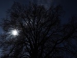 tree, huge, back light