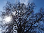 elm, tree, huge