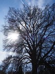 elm, tree, huge