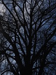 elm, tree, huge