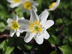 wood anemone, blossom, bloom