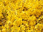 gold lilac, forsythia, branches