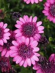 cape basket, blossom, bloom
