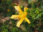 st john's wort, blossom, bloom