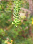 st john's wort, engine, individually