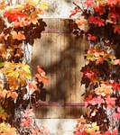 window, shutter, autumn leaves