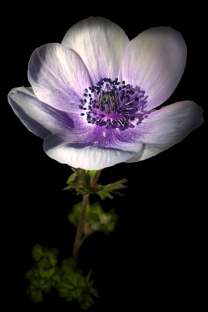 Free Flower Light And Shade photo and picture