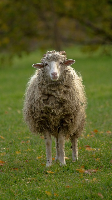 Free Sheep Lamb photo and picture