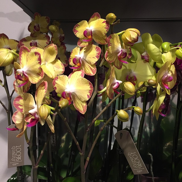 Bloemen, Orchideeën, Geel