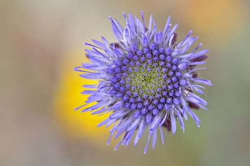 Free Flower Macro photo and picture