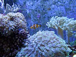 coral, coral reef, white dunga lee