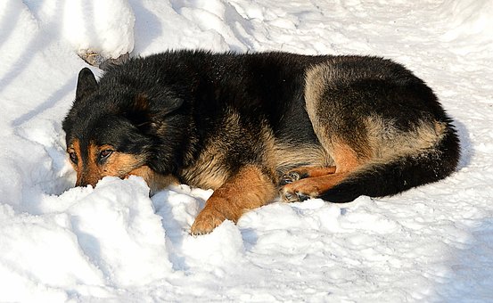 Free Dog Cold photo and picture