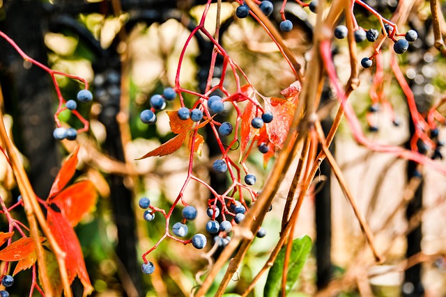 China, Qingdao, Herbst, Nahaufnahme