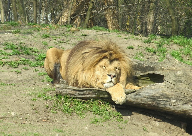 Free Lion Wild Animals photo and picture