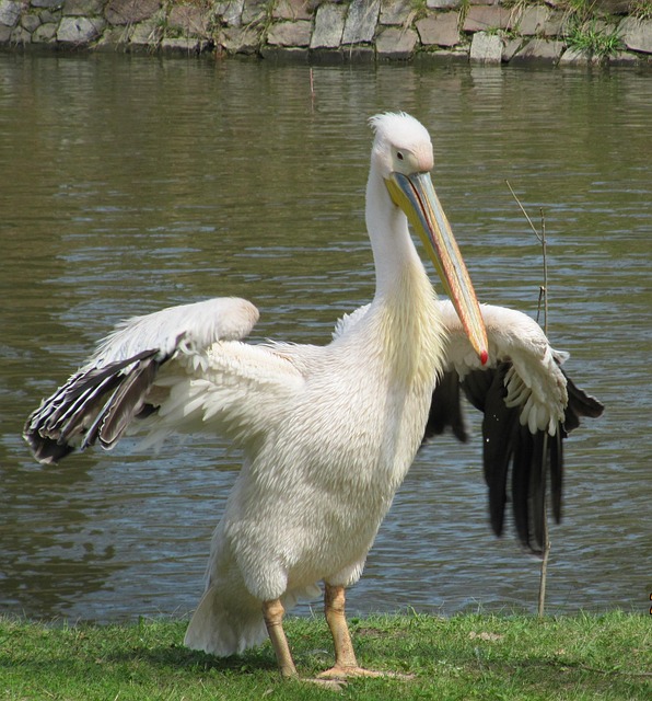 Free Bird Nature photo and picture