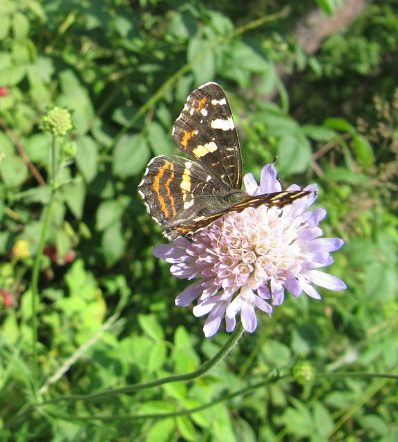 Free Butterfly Insect photo and picture