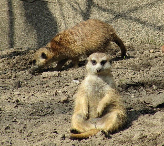 Free Prairie Dog Nature photo and picture