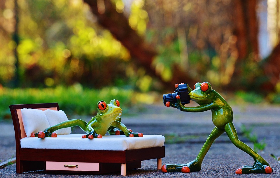 Photographer Frog Photo Shoot · Free photo on Pixabay