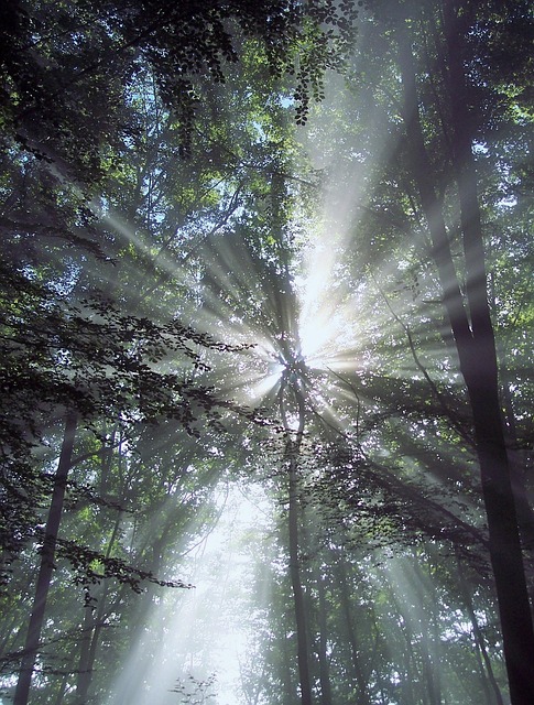 Free Sunbeams Trees photo and picture