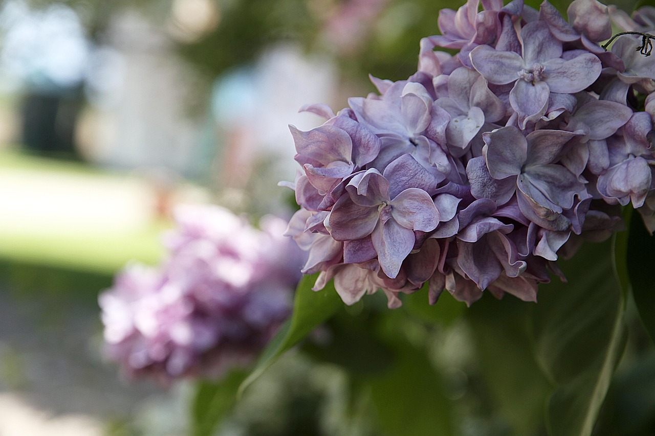 Piquets en coton lilas doux pour arrangements floraux
