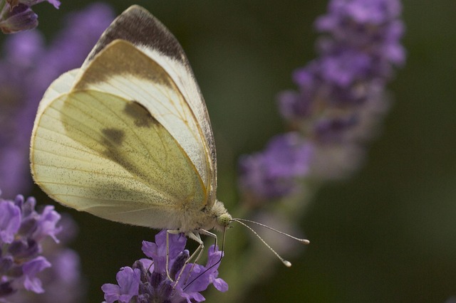 Free White Lavender photo and picture