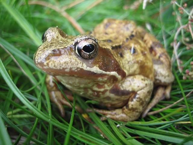 Free Frog Nature photo and picture