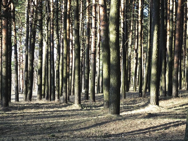 Free Pine Forest Pines photo and picture