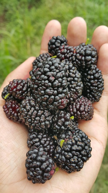 Free Fruit Nutritious photo and picture