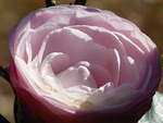 camellia, bloom, flower
