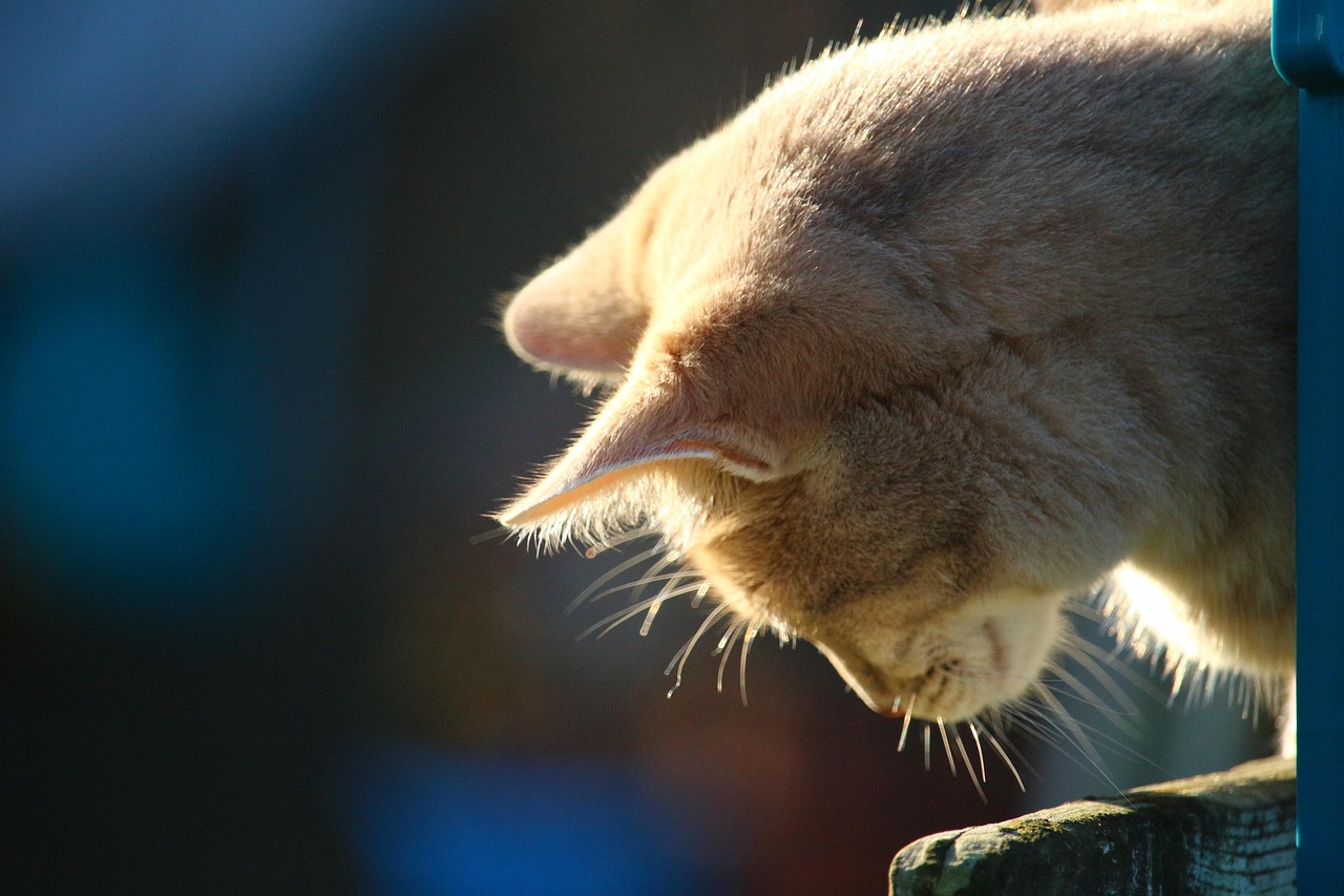 Cat Mackerel Kitten Breed Free photo on Pixabay Pixabay