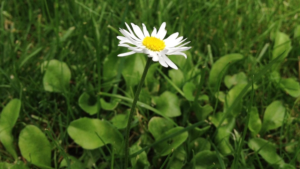 flower bokeh spring free photo on pixabay