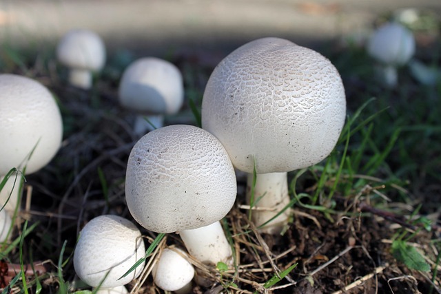 Pilz, Agaricus, Weiß, Pilze, Natur, Gras