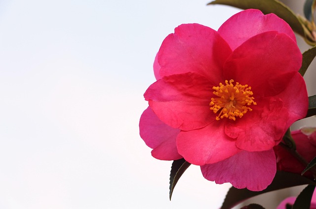 Free Rose Spring photo and picture