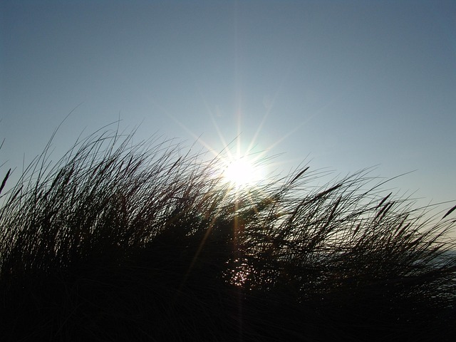 Free Summer Sun photo and picture