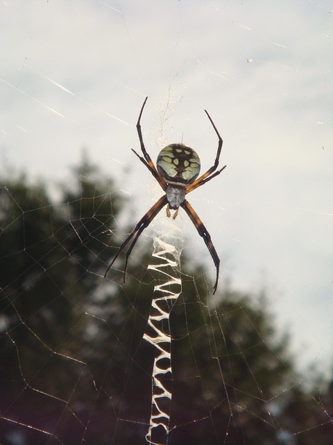 Araña De Cerca Naturaleza - Foto gratis en Pixabay - Pixabay