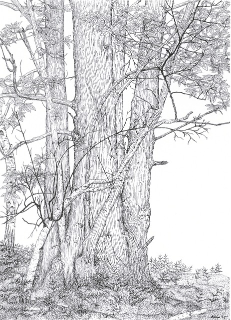 Download free HD stock image of Chestnut Tree Free chestnut tree nature illustration