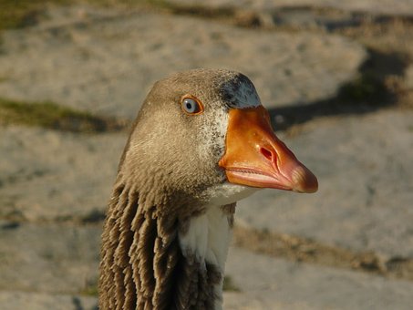 Free Goose Animal photo and picture