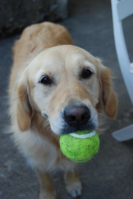 Free Dog Love photo and picture