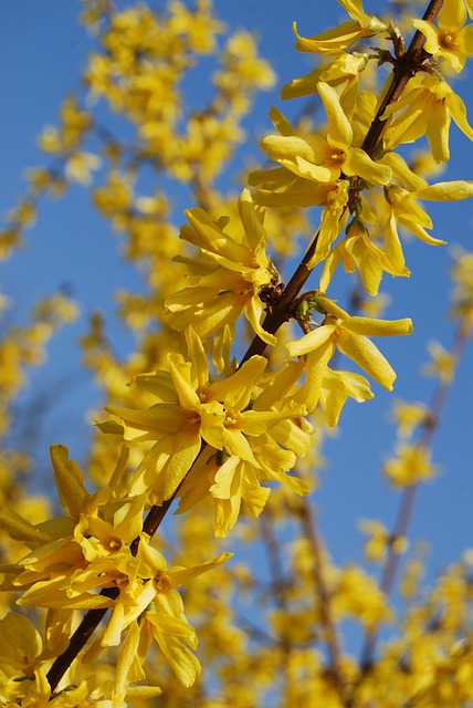 Free Tree Yellow Flower photo and picture