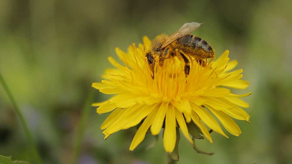 transparent https://cdn.pixabay.com/photo/2015/12/09/19/18/bee-1085315_960_720.png
