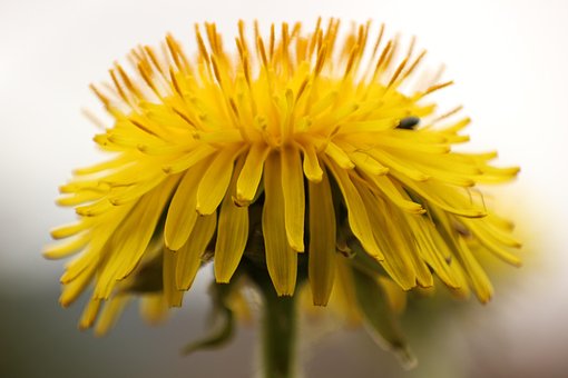 Free Dandelion Faded photo and picture