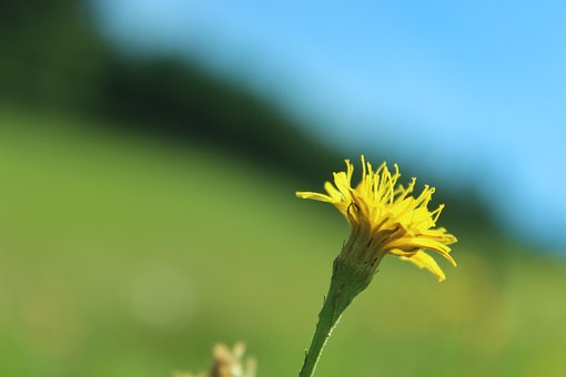 Free Dandelion Close Up photo and picture