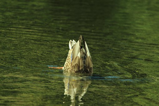 Free Duck Lake photo and picture