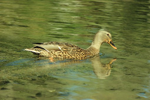 Free Duck Swim photo and picture