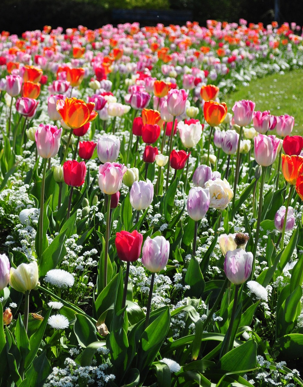 Flowers Tulips Spring Free photo on Pixabay Pixabay