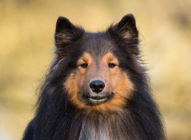 Free Dog Animal photo and picture