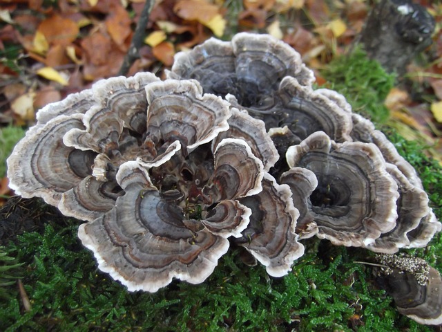 Free Fall Mushroom photo and picture