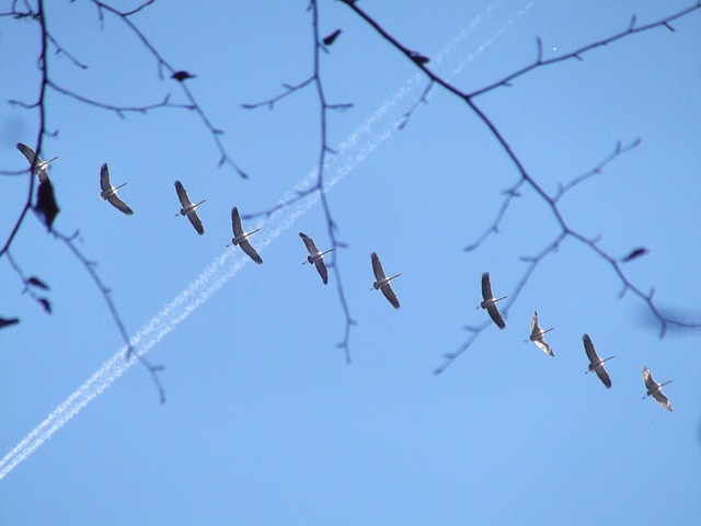 Free Birds Crane photo and picture